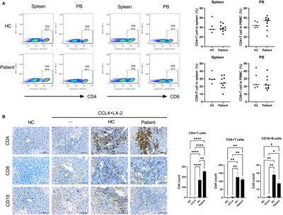 Patient-Derived Avatar Mouse Model to Predict the Liver Immune Homeostasis of Long-Term Stable Liver Transplant Patients